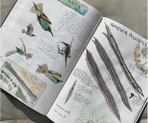 Nature Journaling Workshop with Molly Torrey