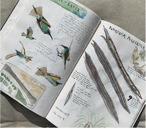 Nature Journaling Workshop with Molly Torrey